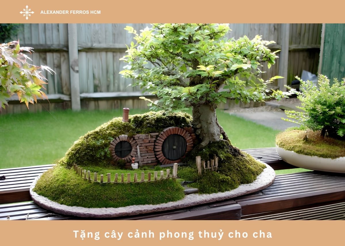 Tặng cây cảnh phong thuỷ cho cha